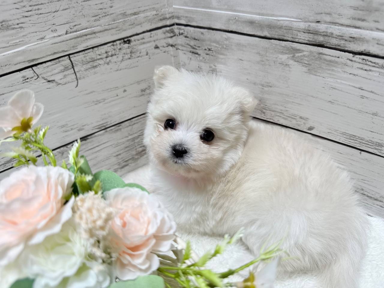 ポメマル（ポメラニアン×マルチーズ、女の子）