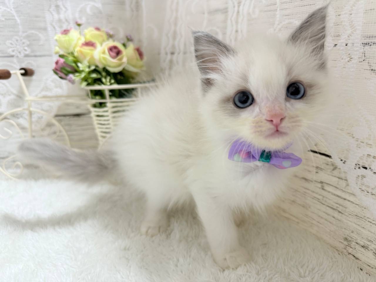 ラグドール（女の子）