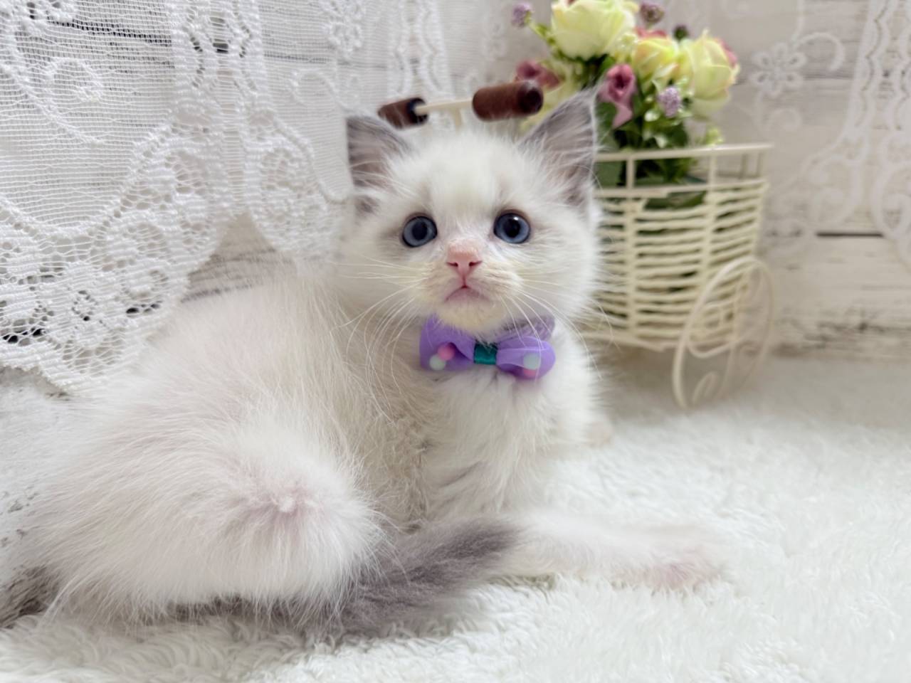 ラグドール（女の子）