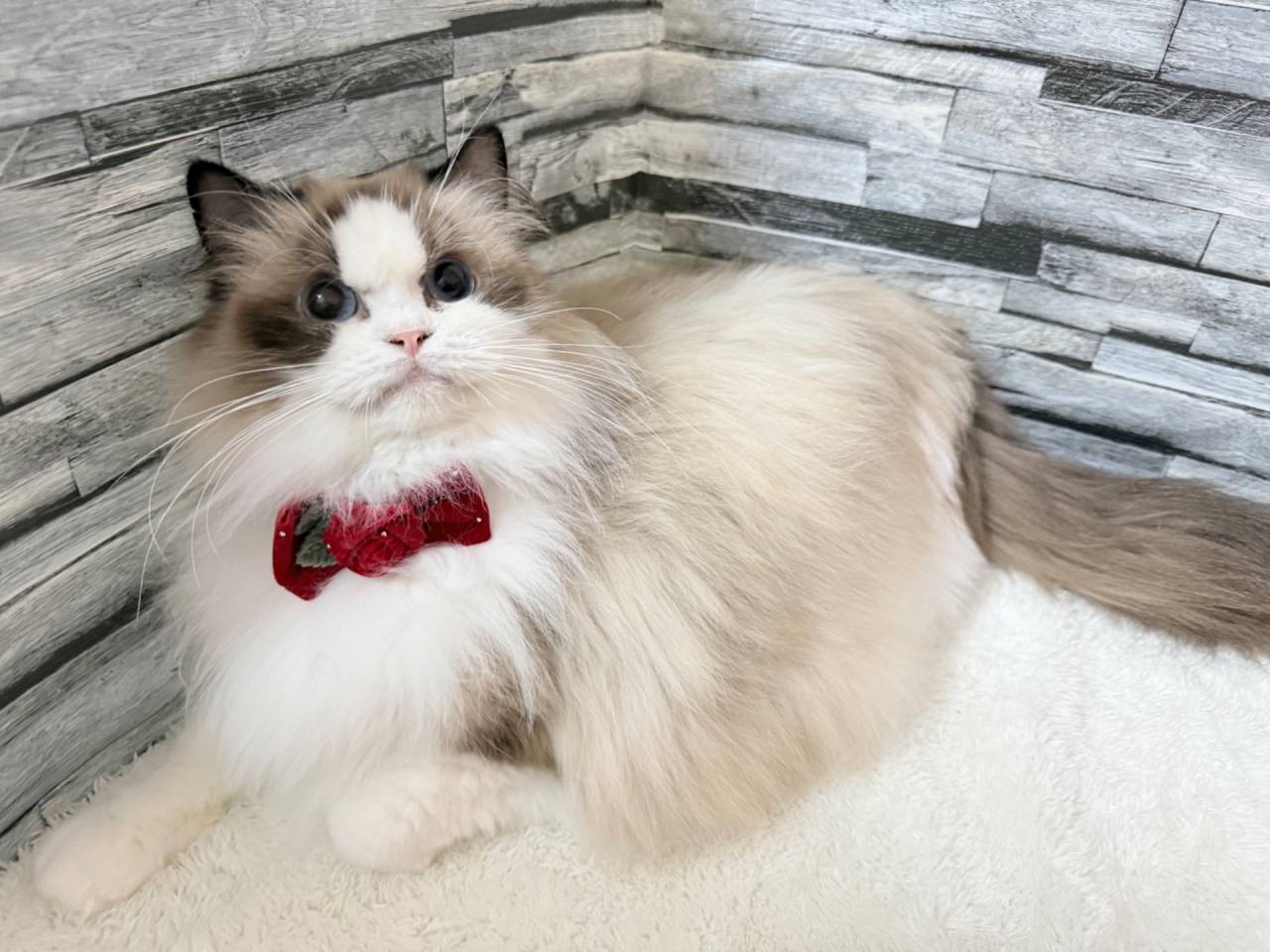 【ママ】マカロン