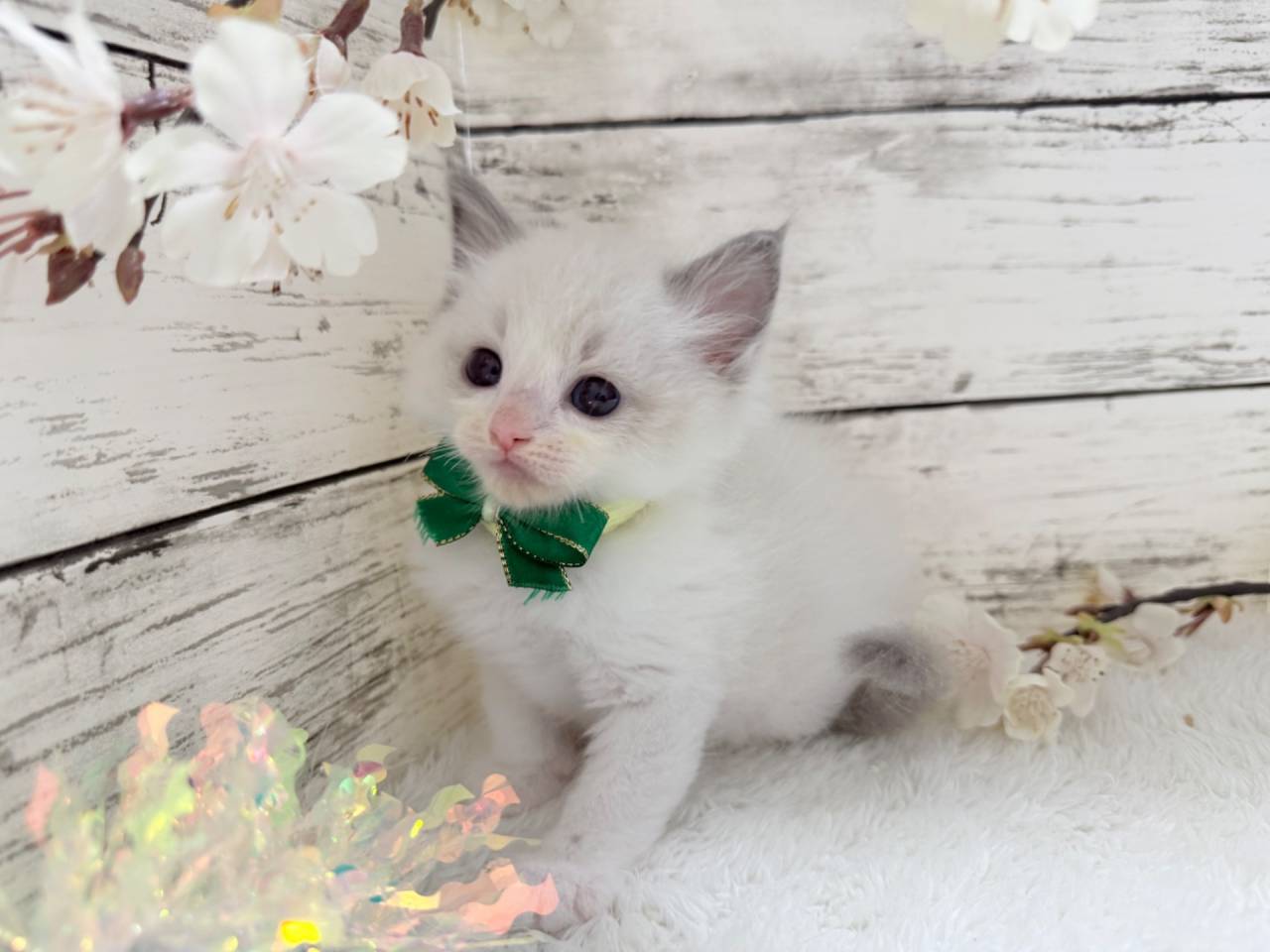 ラグドール（男の子）