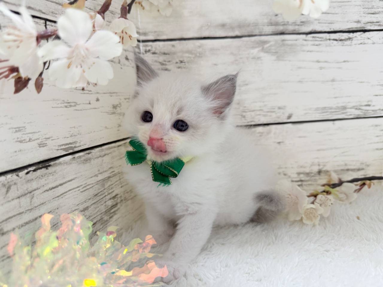 ラグドール（男の子）