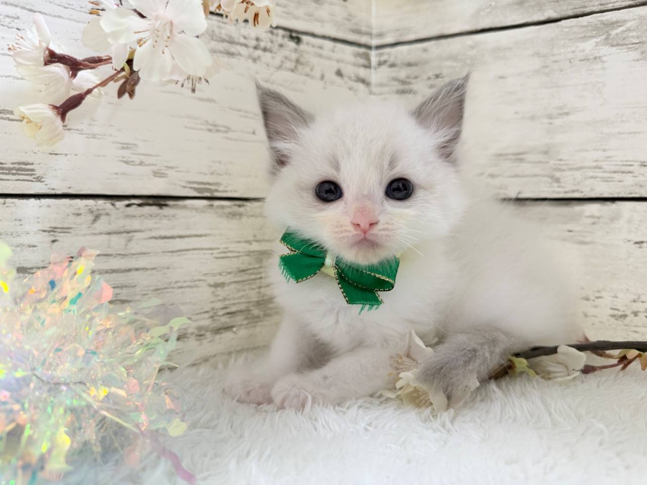 ラグドール（男の子）