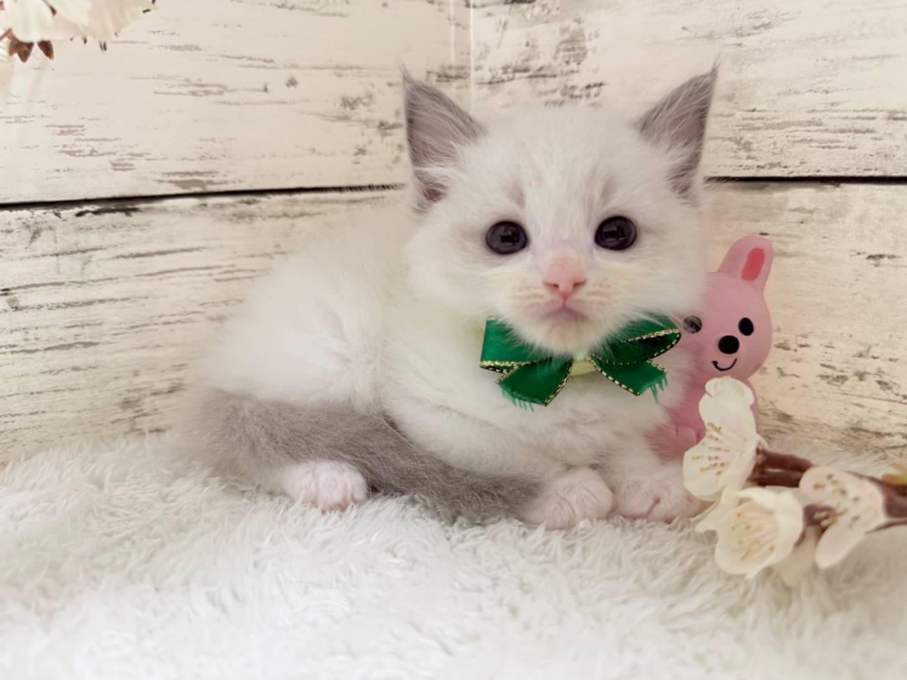 ラグドール(男の子)