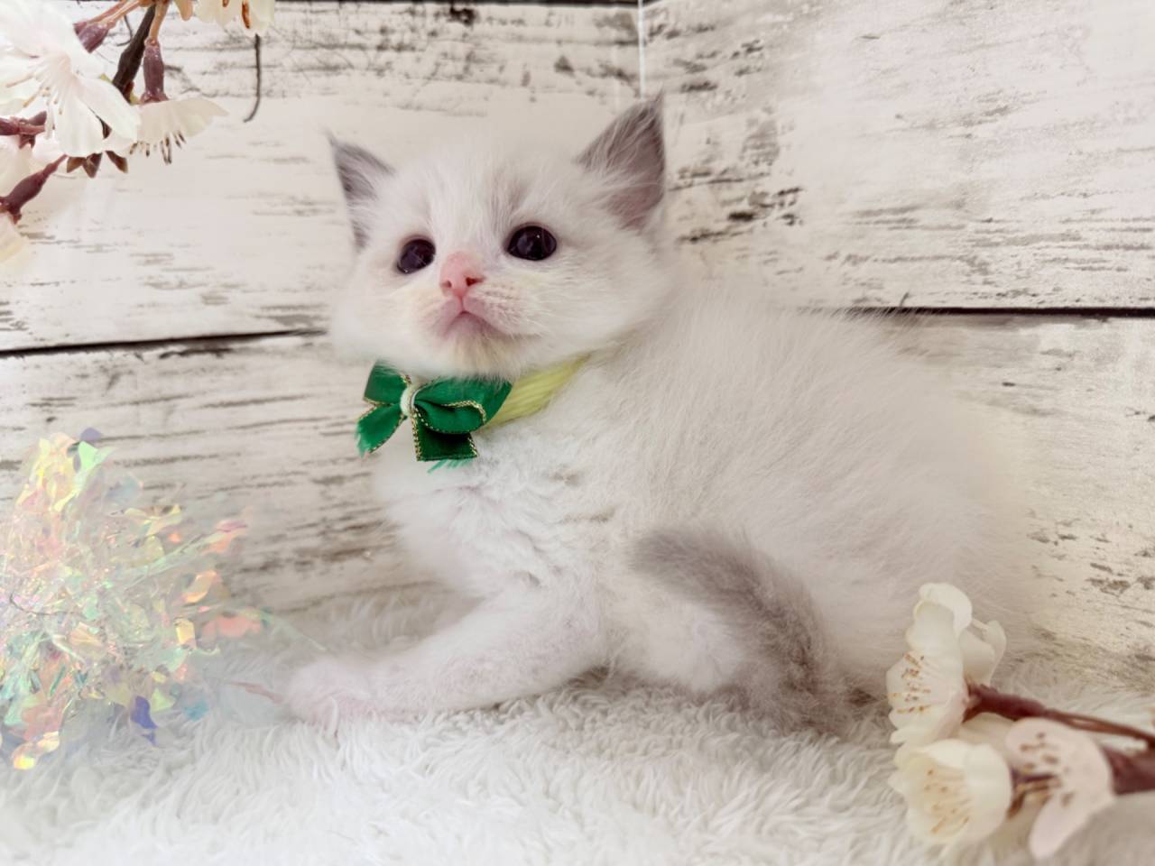 ラグドール（男の子）