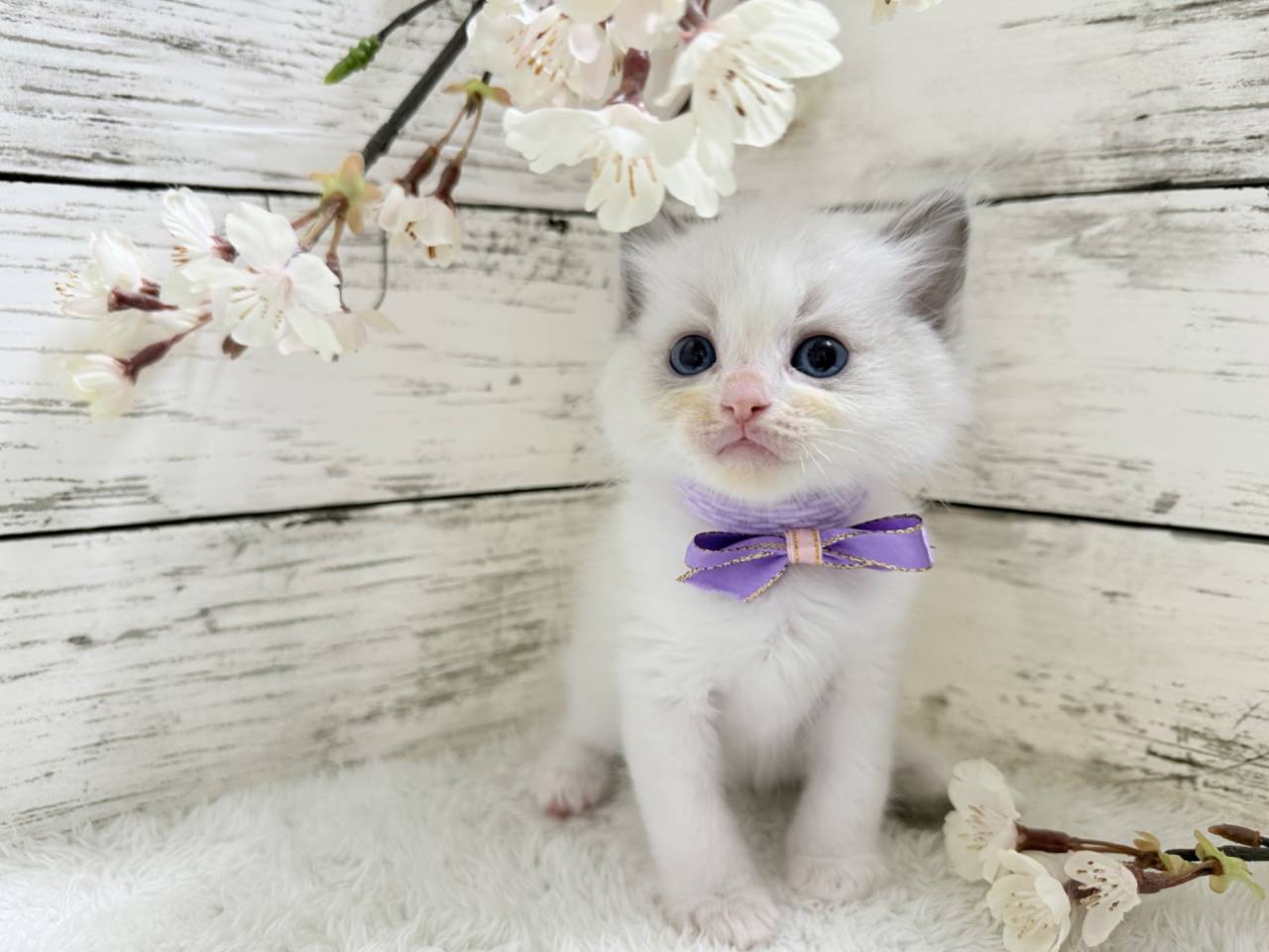 【茨城県】ラグドール/ブルーポイントバイカラーの男の子