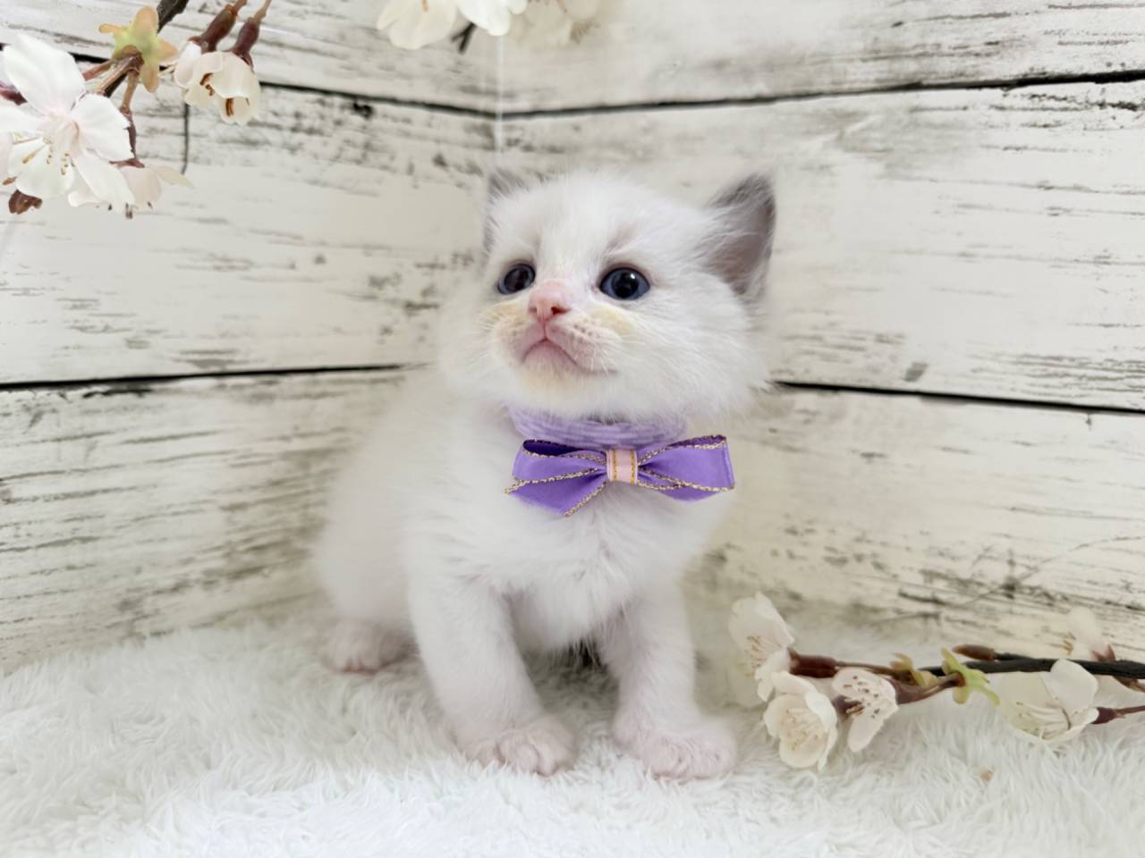 ラグドール（男の子）