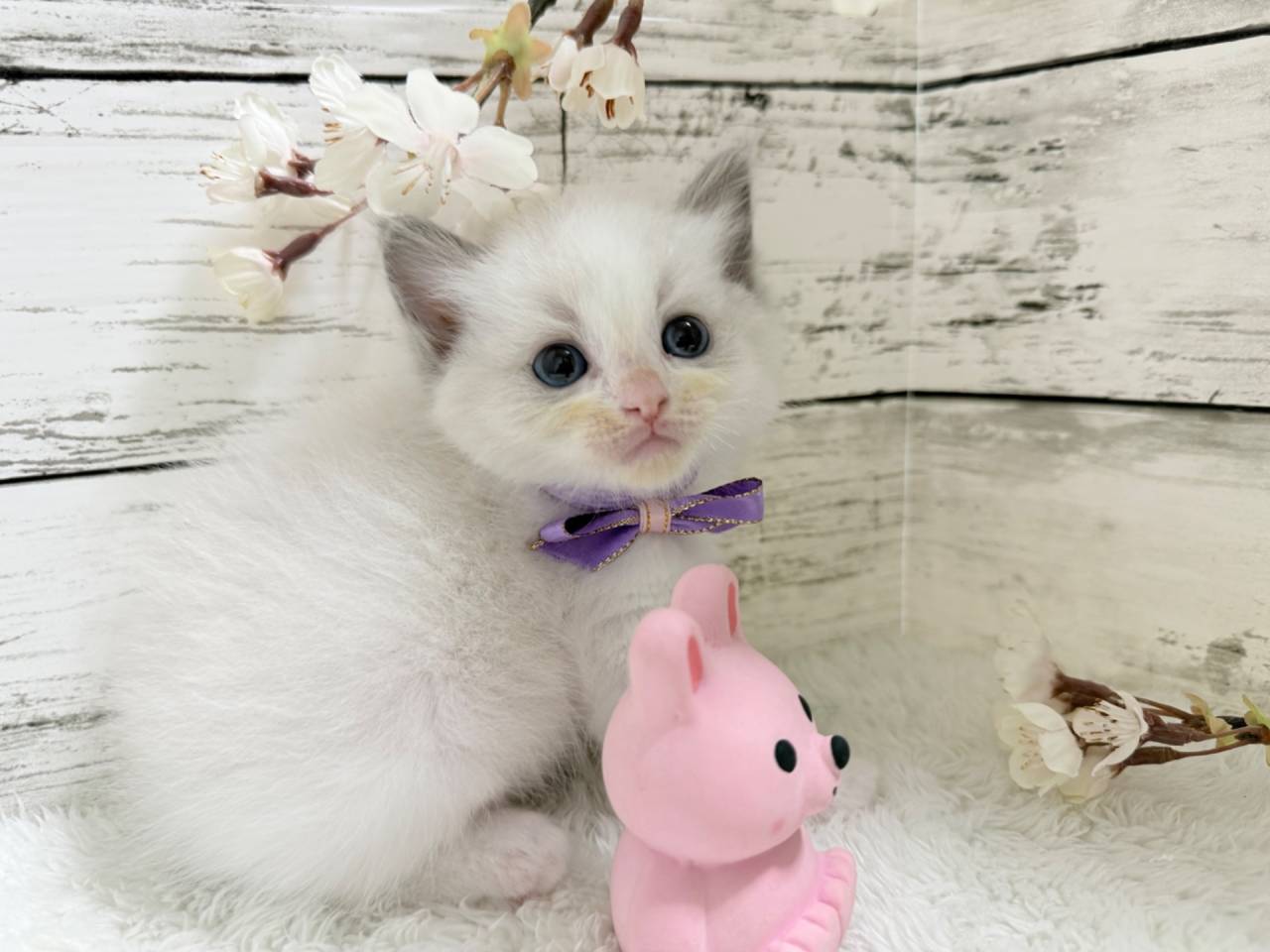 ラグドール（男の子）