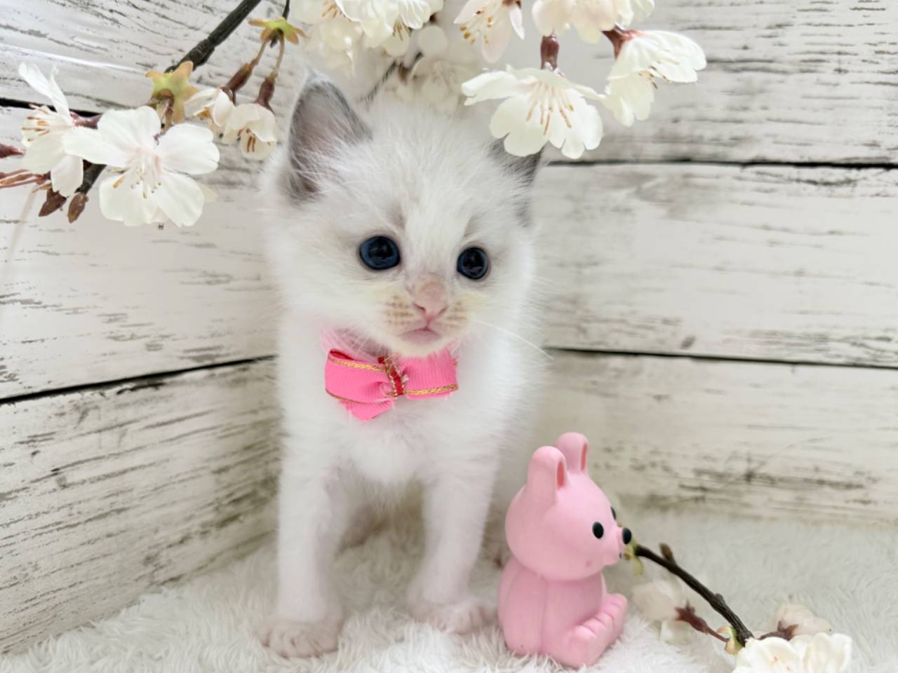 ラグドール（女の子）