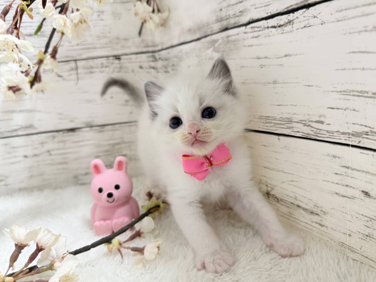 【茨城県】ラグドール/ブルーポイントバイカラーの女の子