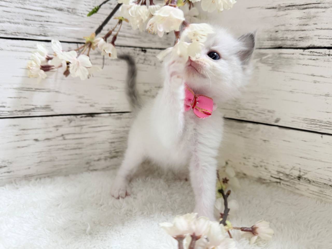 ラグドール（女の子）