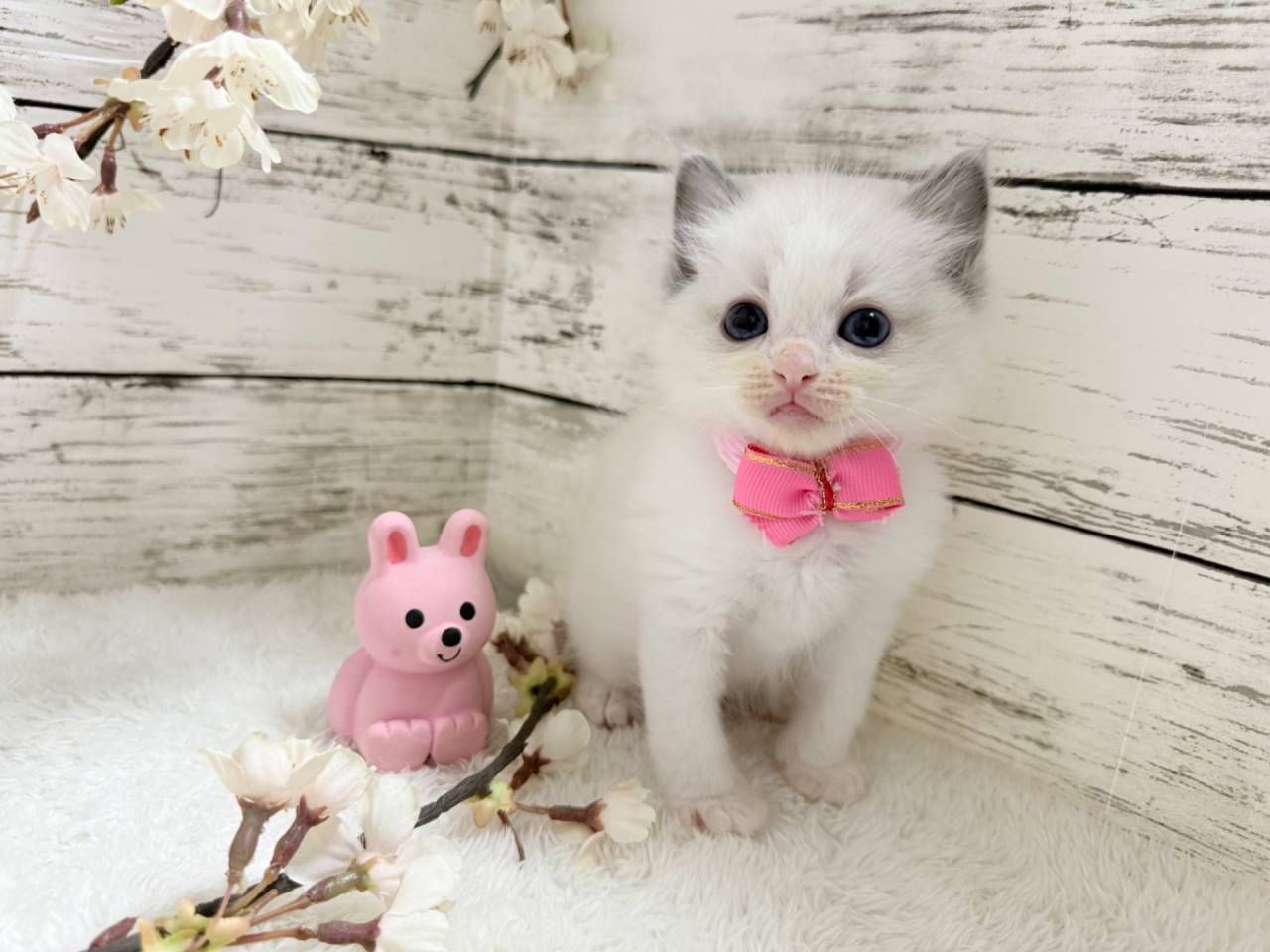 ラグドール（女の子）