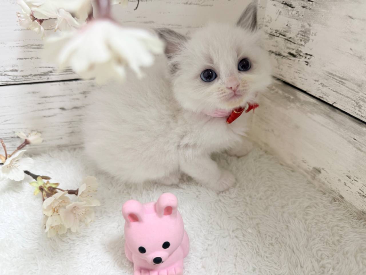 ラグドール（女の子）