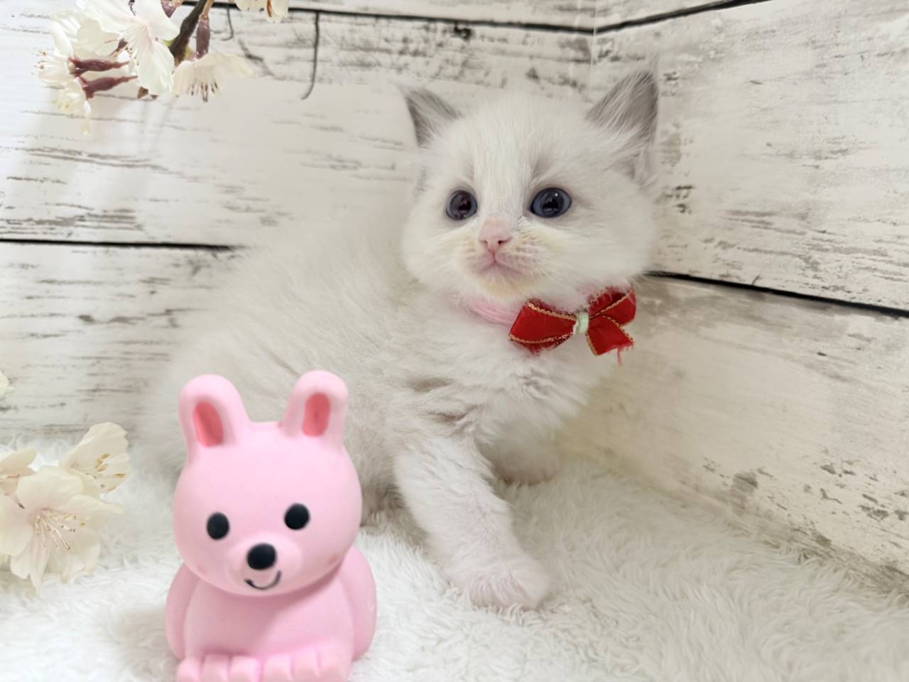 ラグドール（女の子）