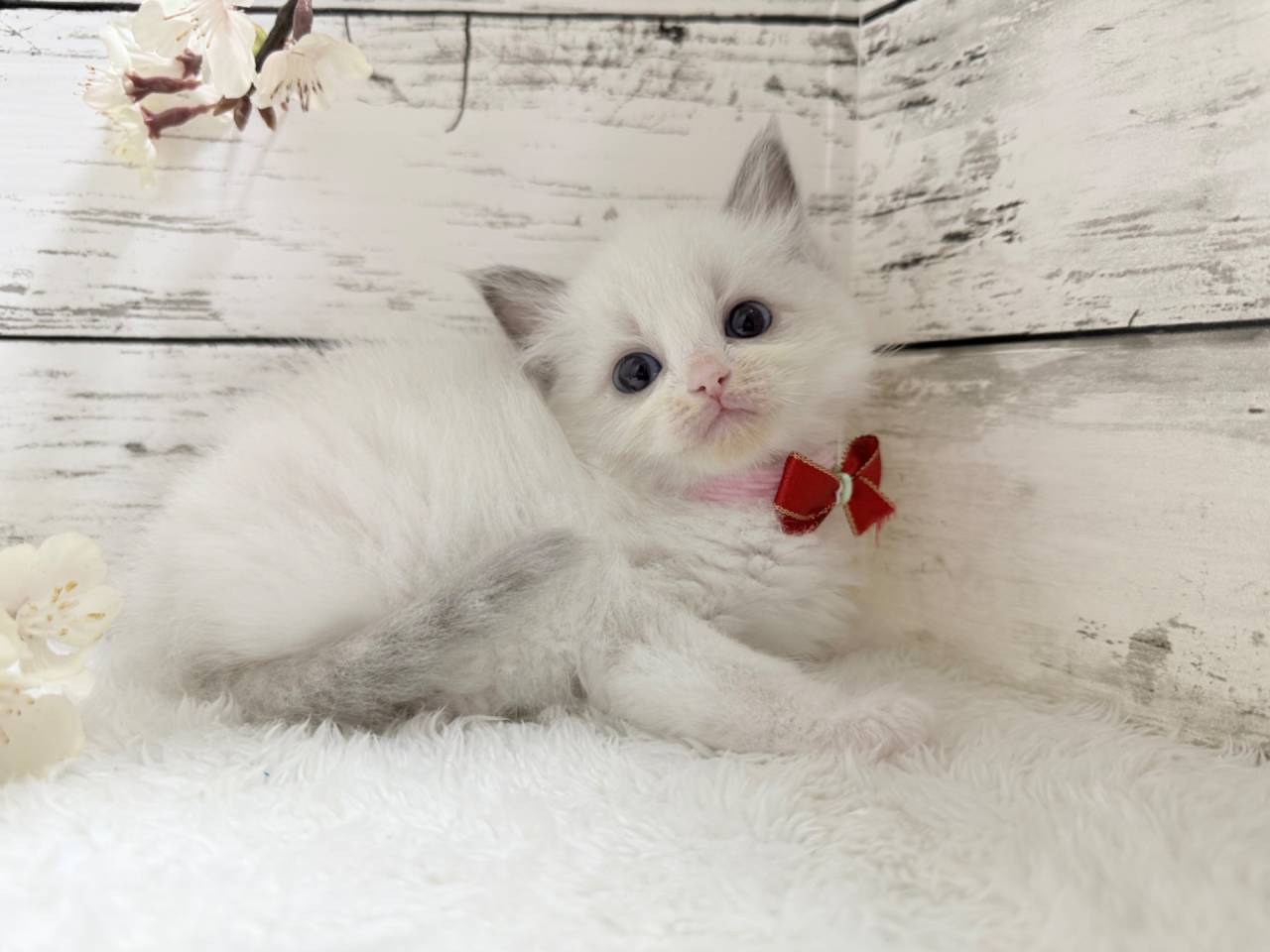 ラグドール（女の子）