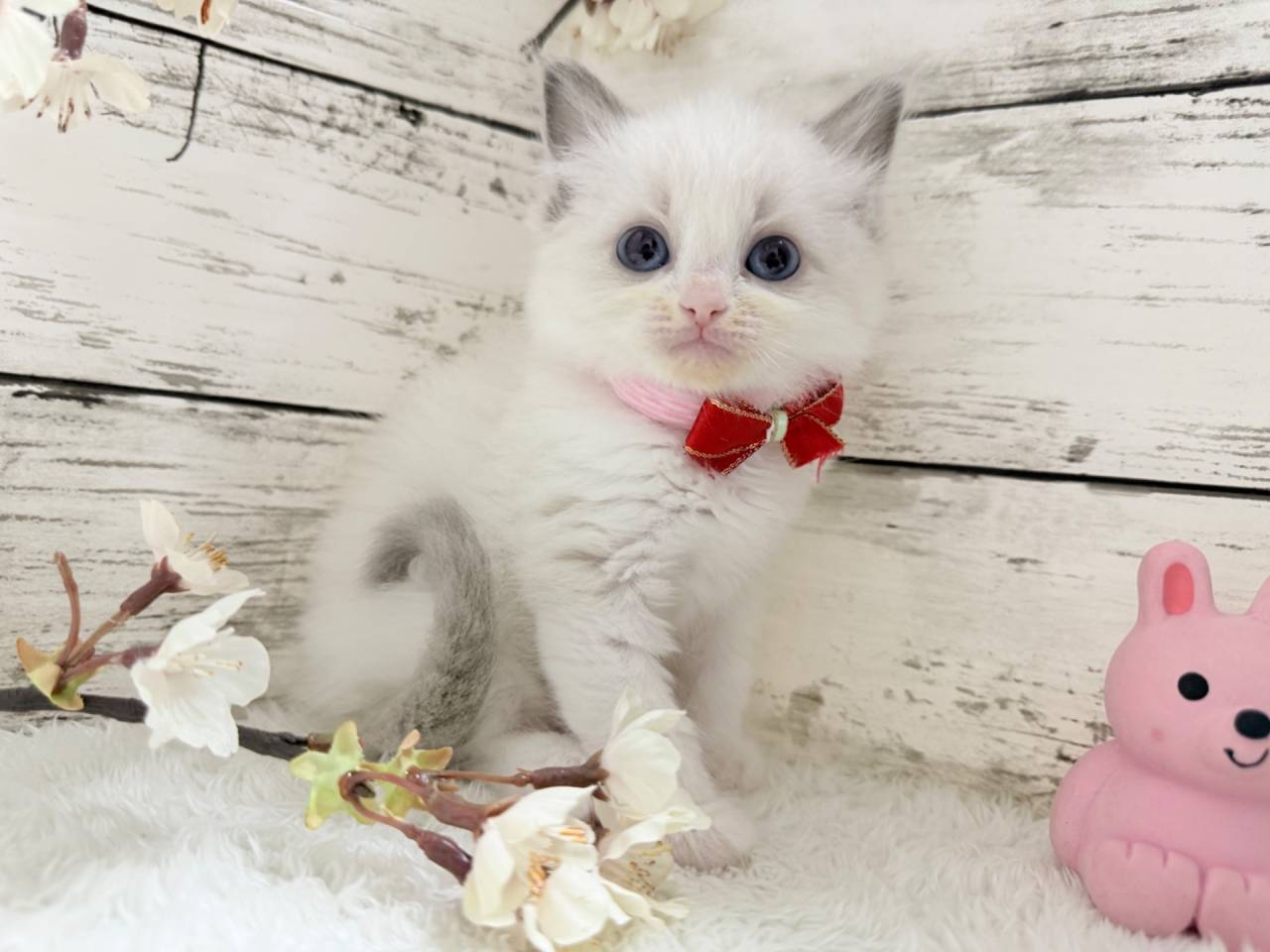 【茨城県】ラグドール/ブルーポイントバイカラーの女の子