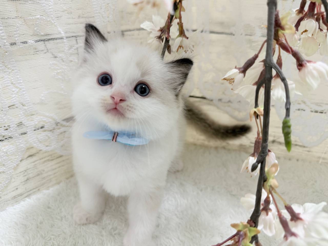 ラグドール（男の子）