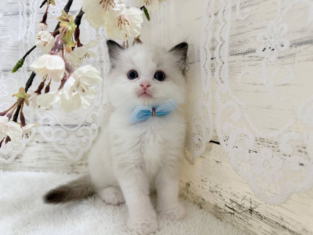 ラグドール（男の子）