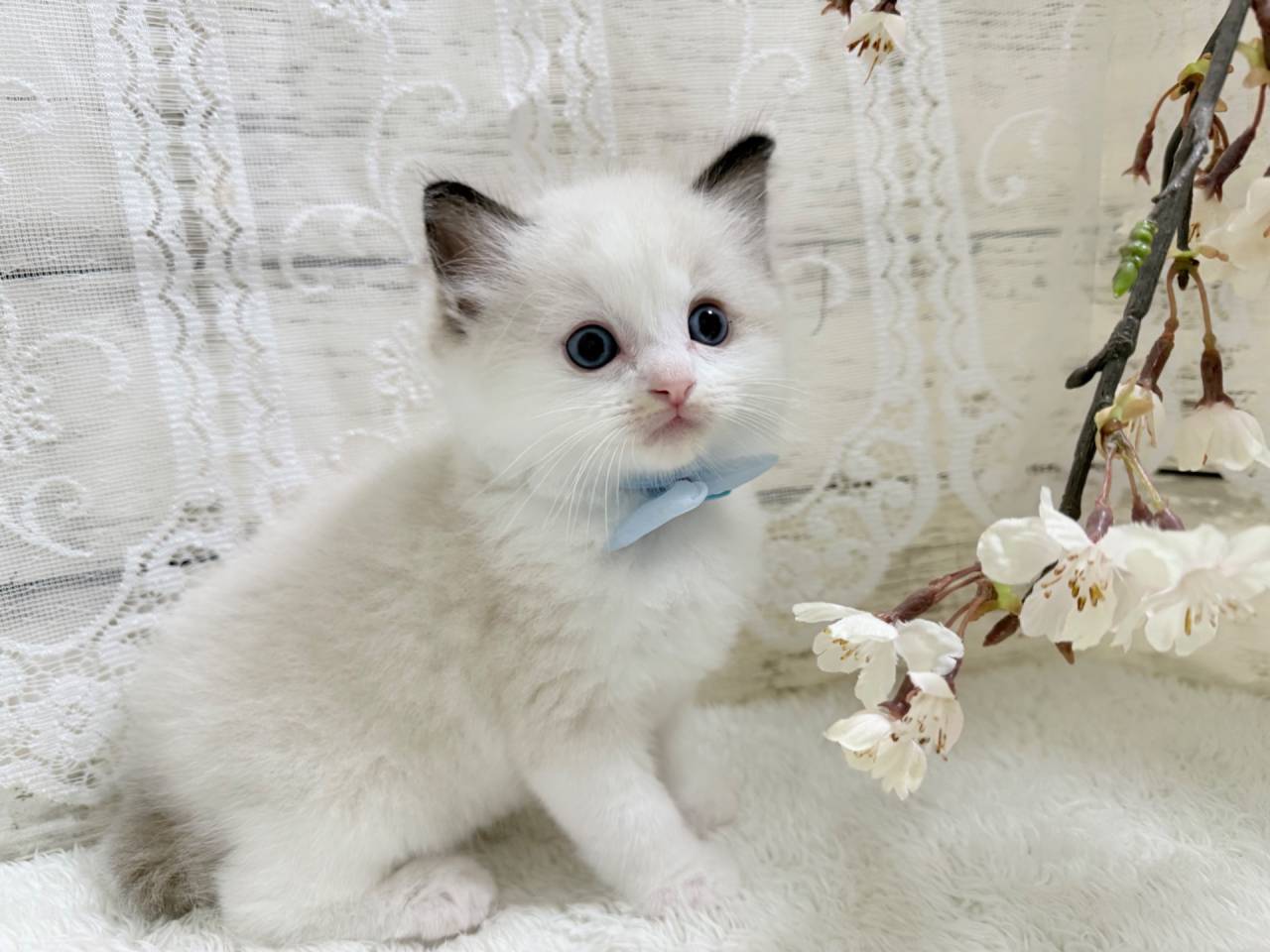 ラグドール（男の子）