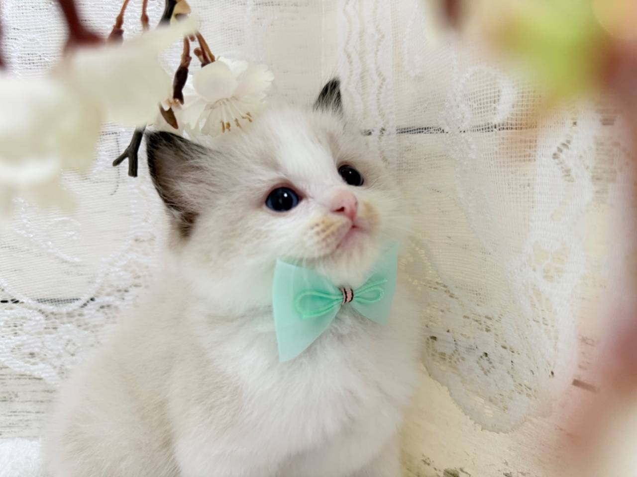 ラグドール（男の子）