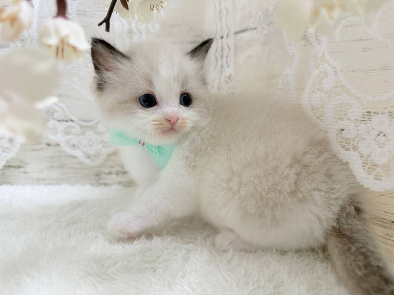 ラグドール（男の子）