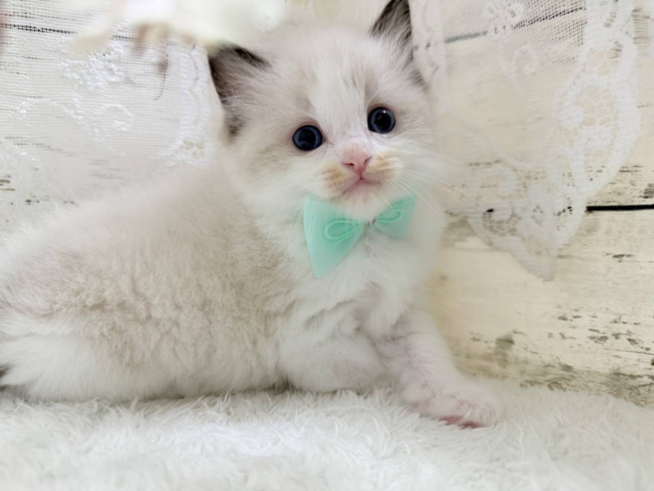 ラグドール（男の子）