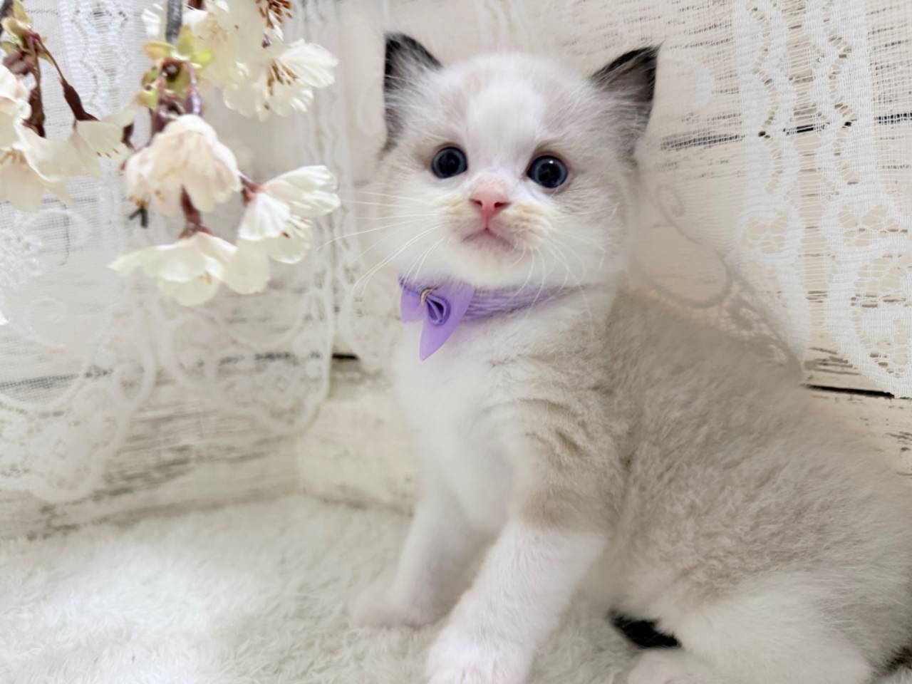 ラグドール（男の子）