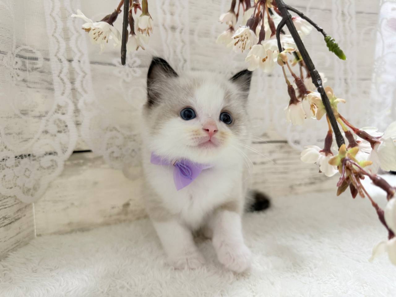 ラグドール（男の子）