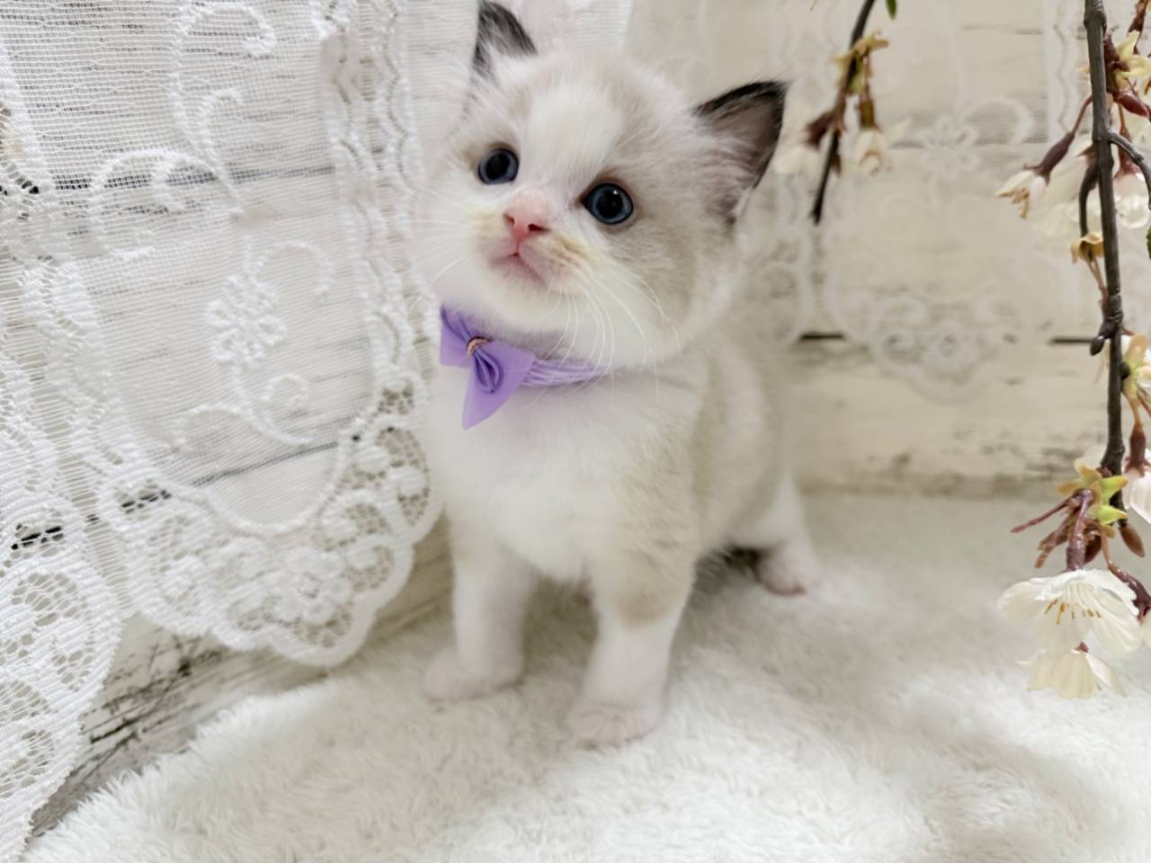 ラグドール（男の子）