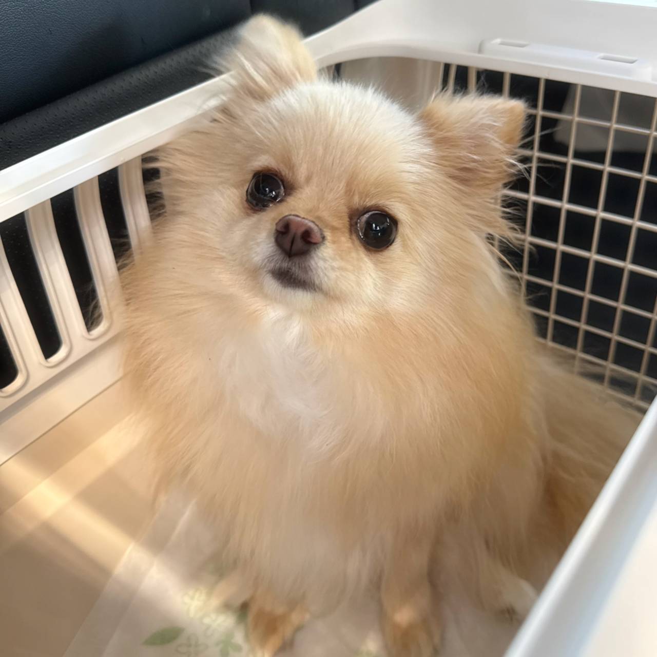 ミエル