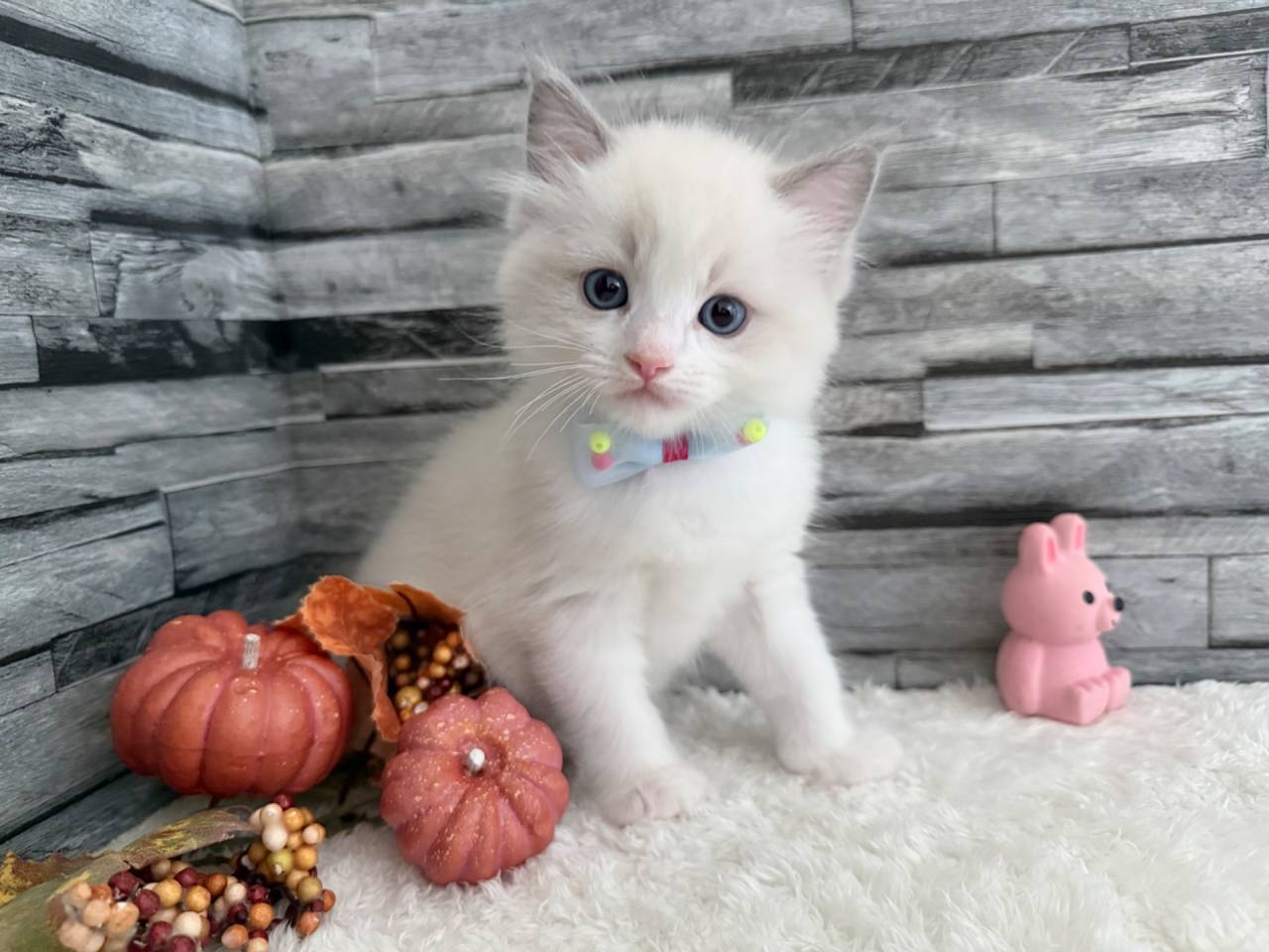 ラグドール（男の子）