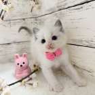 【茨城県】ラグドール/ブルーポイントバイカラーの女の子