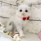 【茨城県】ラグドール/ブルーポイントバイカラーの女の子