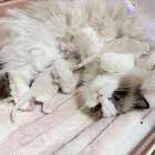 【茨城県】ラグドール/ブリーダー2026年4月の出産情報！