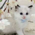 【茨城県】ラグドール/シールポイントバイカラーの男の子