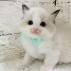 【茨城県】ラグドール/シールポイントバイカラーの男の子