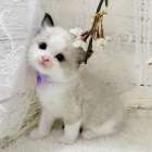 【茨城県】ラグドール/シールポイントバイカラーの男の子